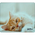 Коврик для мыши PERFEO PF_D0649, size: 350x250x4mm «Cat», Рис.8 (1/100)